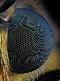 Attēlu rezultāti vaicājumam “Choerades sp.”