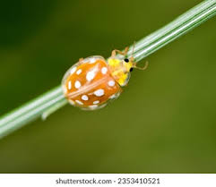 Attēlu rezultāti vaicājumam “Halyzia sedecimguttata”