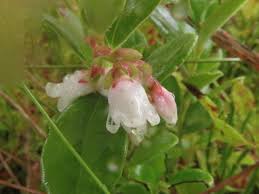 Attēlu rezultāti vaicājumam “Vaccinium vitis-idaea flower”