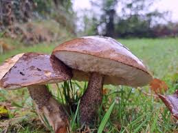 Attēlu rezultāti vaicājumam “Leccinum melaneum”