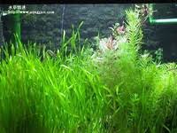 「扭蘭」的圖片搜尋結果