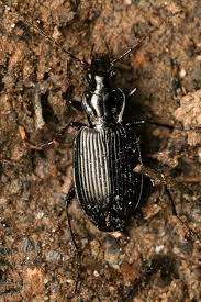 Attēlu rezultāti vaicājumam “Limodromus assimilis”