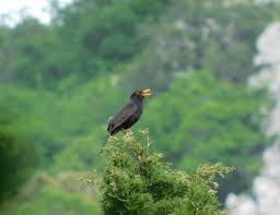 Attēlu rezultāti vaicājumam “Turdus merula male”