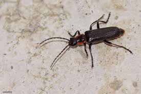 Attēlu rezultāti vaicājumam “Cantharis obscura”