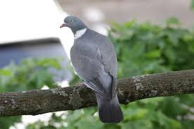 Attēlu rezultāti vaicājumam “Columba palumbus”