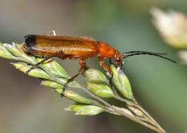 Attēlu rezultāti vaicājumam “Rhagonycha fulva”