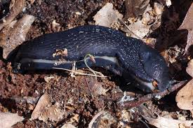 Attēlu rezultāti vaicājumam “Limax cinereoniger”