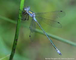 Attēlu rezultāti vaicājumam “Lestes sponsa”