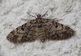 Attēlu rezultāti vaicājumam “Eupithecia tantillaria”