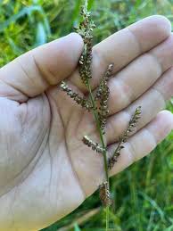 Attēlu rezultāti vaicājumam “Echinochloa crus-galli leaf”