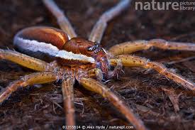 Attēlu rezultāti vaicājumam “Dolomedes fimbriatus”