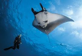 Image result for Tornado Divers