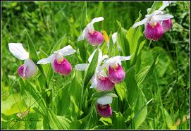 Attēlu rezultāti vaicājumam “Hammarbya paludosa fruit”