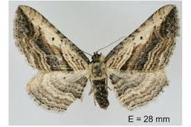 Attēlu rezultāti vaicājumam “Horisme vitalbata”