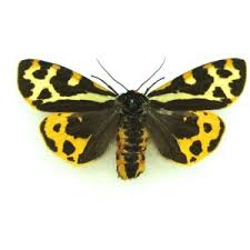 Attēlu rezultāti vaicājumam “Parasemia plantaginis female”