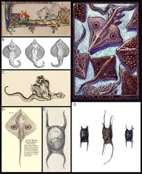 Image result for Leucoraja