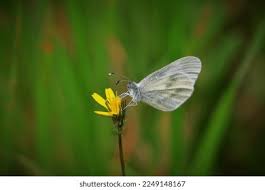 Attēlu rezultāti vaicājumam “Leptidea sinapis”