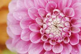 Image result for Dahlia hybrid.
