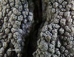 Attēlu rezultāti vaicājumam “Pertusaria pertusa”