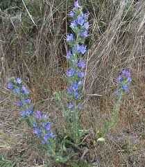 Attēlu rezultāti vaicājumam “Echium vulgare leaf”