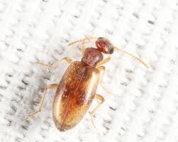 Attēlu rezultāti vaicājumam “Anthicidae”