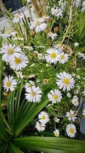 Image result for Aster lanceolatus