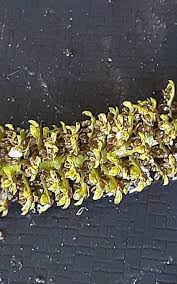 Attēlu rezultāti vaicājumam “Pterocarya fraxinifolia male flower”