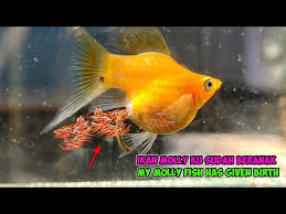 Image result for ikan