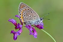 Attēlu rezultāti vaicājumam “Agrodiaetus amandus female”