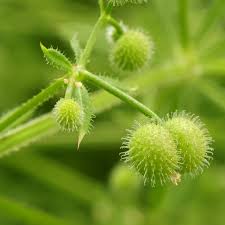 Attēlu rezultāti vaicājumam “Galium aparine fruit”