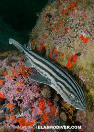 Image result for Poroderma pantherinum