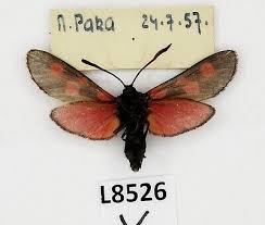 Attēlu rezultāti vaicājumam “Zygaena viciae”