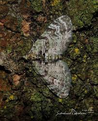 Attēlu rezultāti vaicājumam “Chloroclystis v-ata”