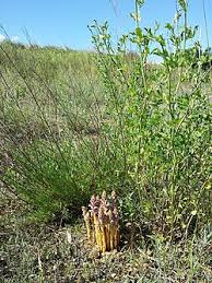 Attēlu rezultāti vaicājumam “Orobanche coerulescens bud”