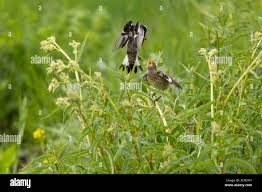 Attēlu rezultāti vaicājumam “Saxicola rubetra juvenile”