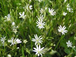 Attēlu rezultāti vaicājumam “Stellaria graminea flower”