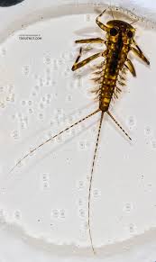 Attēlu rezultāti vaicājumam “Heptagenia sulphurea female”