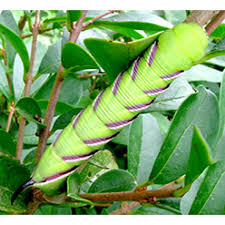 Attēlu rezultāti vaicājumam “Sphinx ligustri larva”