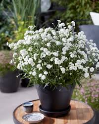Image result for Achillea Ptarmica