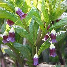 Attēlu rezultāti vaicājumam “Scopolia carniolica flower”