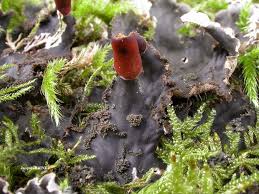 Attēlu rezultāti vaicājumam “Peltigera praetextata”