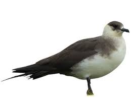 Image result for Stercorarius skua
