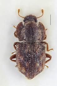 Attēlu rezultāti vaicājumam “Zopheridae”