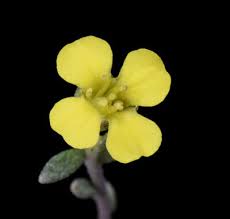 Image result for Alyssum diffusum