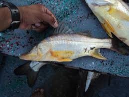 Image result for Centropomus parallelus