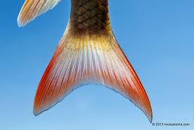 Image result for Moxostoma macrolepidotum