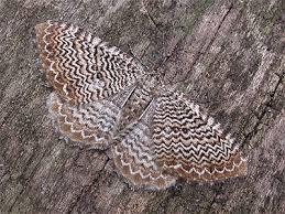 Attēlu rezultāti vaicājumam “Hydria undulata”