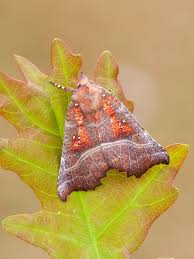 Attēlu rezultāti vaicājumam “Scoliopteryx libatrix”