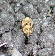 Attēlu rezultāti vaicājumam “Lozotaenia forsterana”