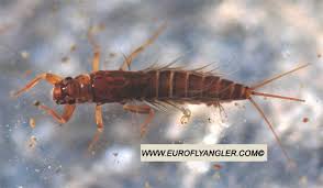 Attēlu rezultāti vaicājumam “Lepidosaphes ulmi imago”